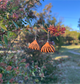 Leather Rustic Basket Earrings